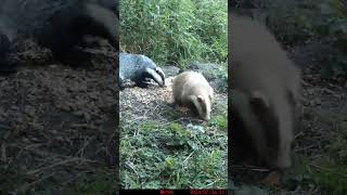 Little albino badger got the ginger nut shorts badgers ukwildlife britishwildlife campark [upl. by Artimid947]