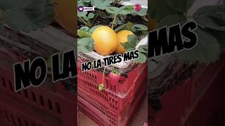 Como Usar La Naranja 🍊Para Tus Plantas  Fácil  shorts [upl. by Ahsenwahs307]