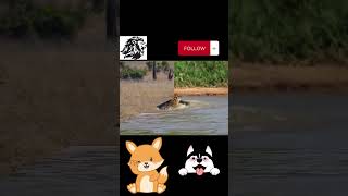 Báo đốm bắt cá xấu dưới nước bắt chim trên trời như đang vui đùa ytshorts animals youtubeshorts [upl. by Hafeenah]