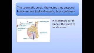 Male Reproductive Song [upl. by Ibob]