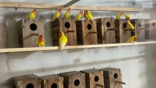 Birds Breeding start  How we Breed Birds  Birds Breeding season  Birds Hobby  Love Birds [upl. by Martijn]