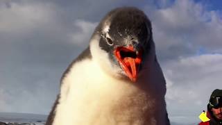 Baby Penguin Jumps on Mans Belly [upl. by Asyral]