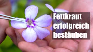 115 Pinguicula Blüte bestäuben so einfach wird´s gemacht [upl. by Statis715]