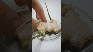 Ginger Root timelapse [upl. by Arianna]