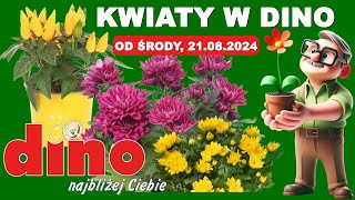 𝐃𝐈𝐍𝐎 🦖 Nowa Oferta od Środy 21082024  Kwiaciarnia Dino  Tanie Kwiaty [upl. by Sass]