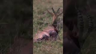 Miracle of Life Hartebeest Giving Birth in the Wild 🦌🌿 Wildlife [upl. by Harley]