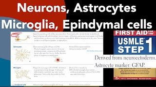 Neurons Astrocytes Microglia amp Ependymal cells structure and functions in HindiUrdu by First Aid [upl. by Udell308]