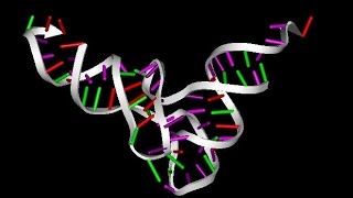 Tipos de ARN  Biología [upl. by Ettegirb134]