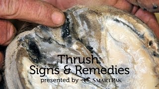 Thrush Signs and Remedies [upl. by Kerat240]