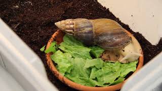 Giant African Land Snail eats lettuce  TIMELAPSE [upl. by Schug]