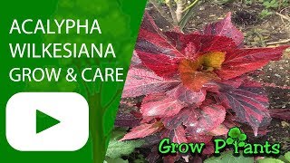 Acalypha wilkesiana  growing and care [upl. by Refinnaj]