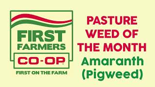 Pasture Weed of the Month Amaranth Pigweed [upl. by Mcnair]