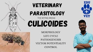 CulicoidesThe Biting MidgesVeterinary Parasitology [upl. by Akerboom]