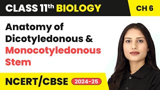 Anatomy of Dicotyledonous and Monocotyledonous Stem  Class 11 Biology Chapter 6  CBSE 202425 [upl. by Fortunio]