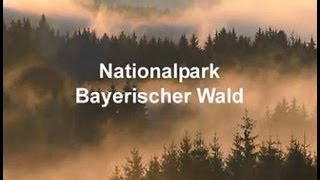 Nationalpark Bayerischer Wald [upl. by Ettenaej]