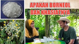 BORNEOL  PERBEZAANNYA DENGAN CAMPHOR DAN MENTHOL APAKAH KHASIATNYA DALAM MINYAK ANGIN PART 1 [upl. by Wynn]