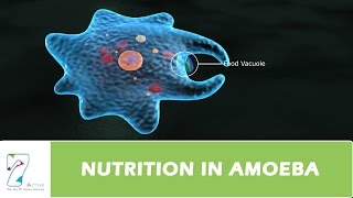 NUTRITION IN AMOEBA [upl. by Gerdy79]