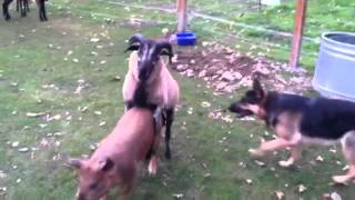 Barnyard antics German Shepherd Blackbelly Sheep and pigs [upl. by Zosema]