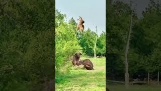 Bison vs lion animal strength competition wild animals up close [upl. by Stedman]