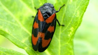 Red and Black Froghopper Facts the JUMPING BUG  Animal Fact Files [upl. by Olatha]