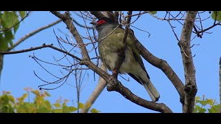 Australasian Figbird pair male amp contrasting colour of the female amp hear their call Australian birds [upl. by Nivrad]