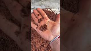 Pure red soilपौधे के लिए लाल मिट्टी gardening pottingmixgarden redsoilhardwork [upl. by Annaiv932]