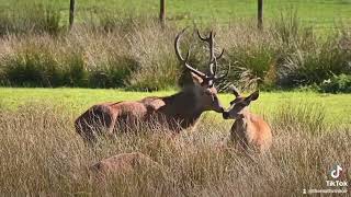 Red Deer Mating [upl. by Atsilac]