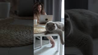 A Grey Cat Resting on the Table cat funnycats pets fuunypets catlover shortsfeed shorts [upl. by Nagoh]