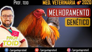 UniFatecie  II Revisão préprova de Melhoramento Genético  Turma III  Veterinária  Prof Toid [upl. by Ramsden]