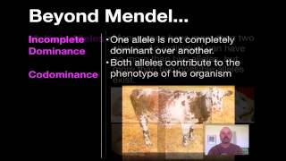 Beyond Mendelian Genetics [upl. by Rooney]