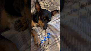 Miniature Pinscher sleeping 💤 miniaturepinscher [upl. by Aram]