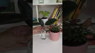 Right way to grow rubber plants in water for faster growth rubberplant plants shorts ytshorts [upl. by Eimak]