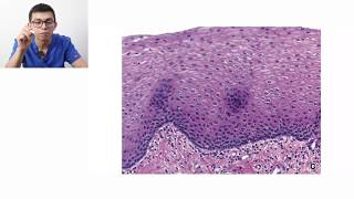 Histología  Clasificación de tejidos [upl. by Swiercz]