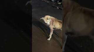 Dog with hole on back in Mankhurd cat dog catlover doglover animals pets instastrays [upl. by Armalla87]