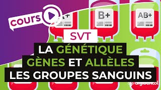 La génétique  Gènes et allèles lexemple des groupes sanguins  SVT  digiSchool [upl. by Artnoed]