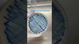 Enterococcus faecium trên môi trường thạch UTI visinh xetnghiem liencau lab shortvideo short [upl. by Arras]