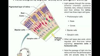 Anatomy  Vision Part 1  Retina Photoreceptors Bipolar Cells amp Ganglion Cells [upl. by Crispin302]