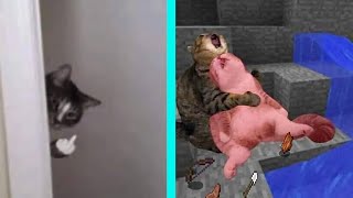 BEST DANK CAT MEMES COMPILATION OF 2020 PART 11 from TikTok [upl. by Eide984]