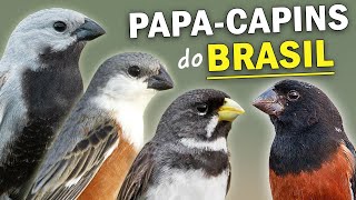 PAPACAPINS do BRASIL Quantas espécies existem  Curiosidades dos coleirinhos patativas e curiós [upl. by Sabrina910]