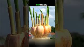 Growing Garlic With Just a Few Plastic Bottles Great Results garden gardening garlic [upl. by Combe969]