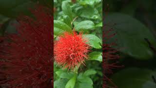 Combretum constrictum rich nature plants gardenflowers gardenplants floweringplant video 🦋🦋🦋🦋🦋 [upl. by Sivet]