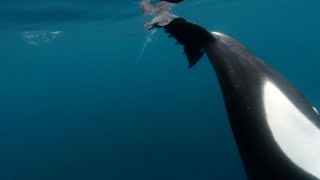 Orcas Caught Slapping Stingray With Tail [upl. by Prussian]