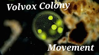 Volvox Colony Moving Under Microscope [upl. by Carly990]