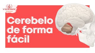 Anatomia do CEREBELO e SÍNDROMES CEREBELARES [upl. by Lotte]