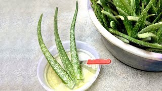 Remove poison from aloe vera  Use aloe vera properly [upl. by Zachariah]