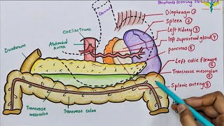 Stomach Bed in 3 Minutes  Easy Mnemonic  Posterioinferior Surface of Stomach [upl. by Kirre]