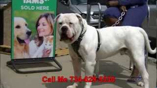 American Bulldog 100k Per year how to stud your Dog [upl. by Rutherford]