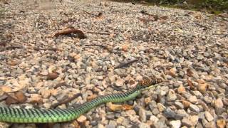 Chrysopelea paradisi  Paradise Tree Snake  One of prettiest Thailand Snakes [upl. by Alaehs]