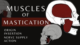 Muscles of Mastication  Gross Anatomy and Physiology [upl. by Yebot]