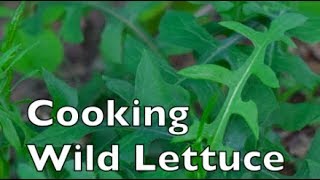 3 Ways to Cook Wild Lettuce Lactuca canadensis [upl. by Wicks]